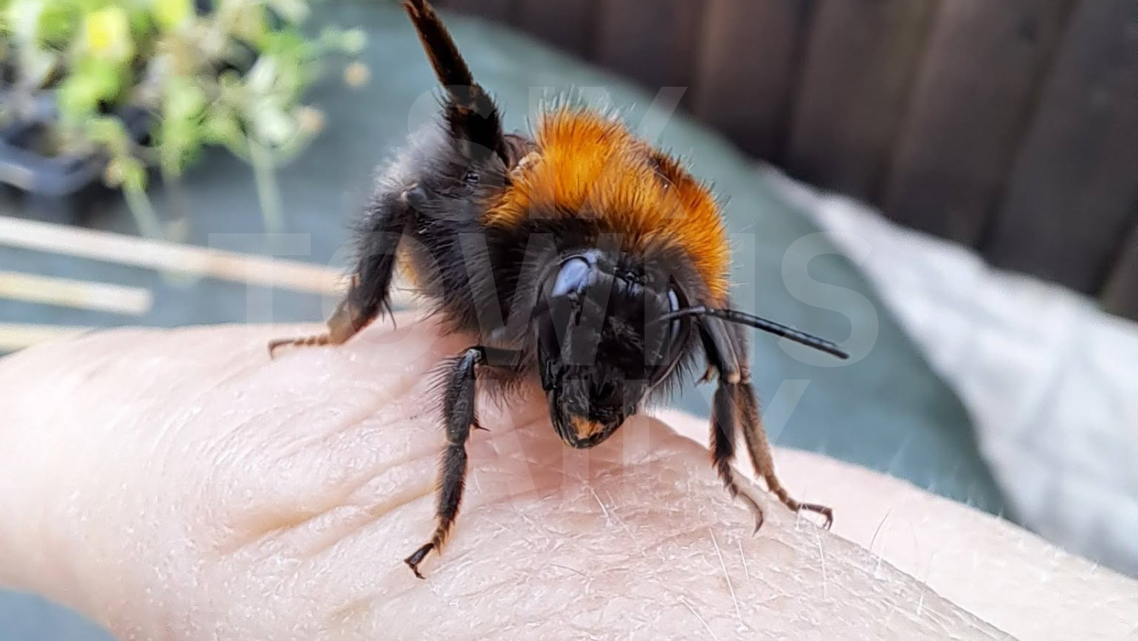 Local Woman Saves Bee